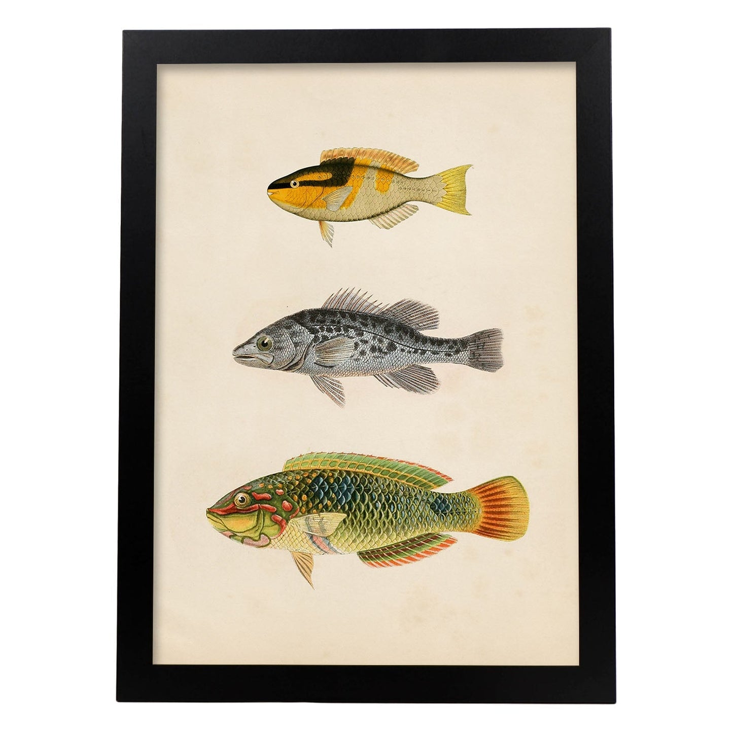 Lámina de tres peces amarillo y negro, gris y verde, naranja. en , fondo papel vintage.-Artwork-Nacnic-A4-Marco Negro-Nacnic Estudio SL