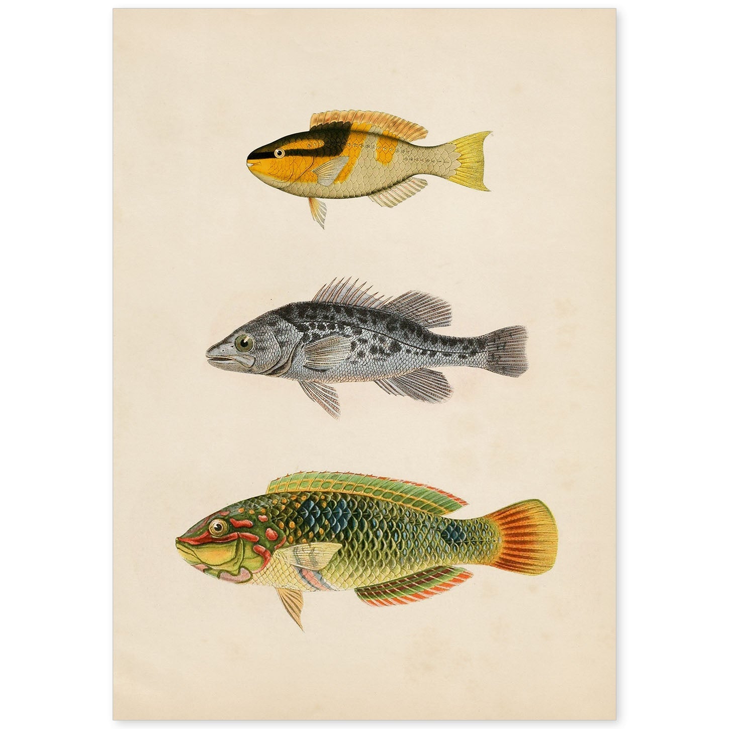 Lámina de tres peces amarillo y negro, gris y verde, naranja. en , fondo papel vintage.-Artwork-Nacnic-A4-Sin marco-Nacnic Estudio SL