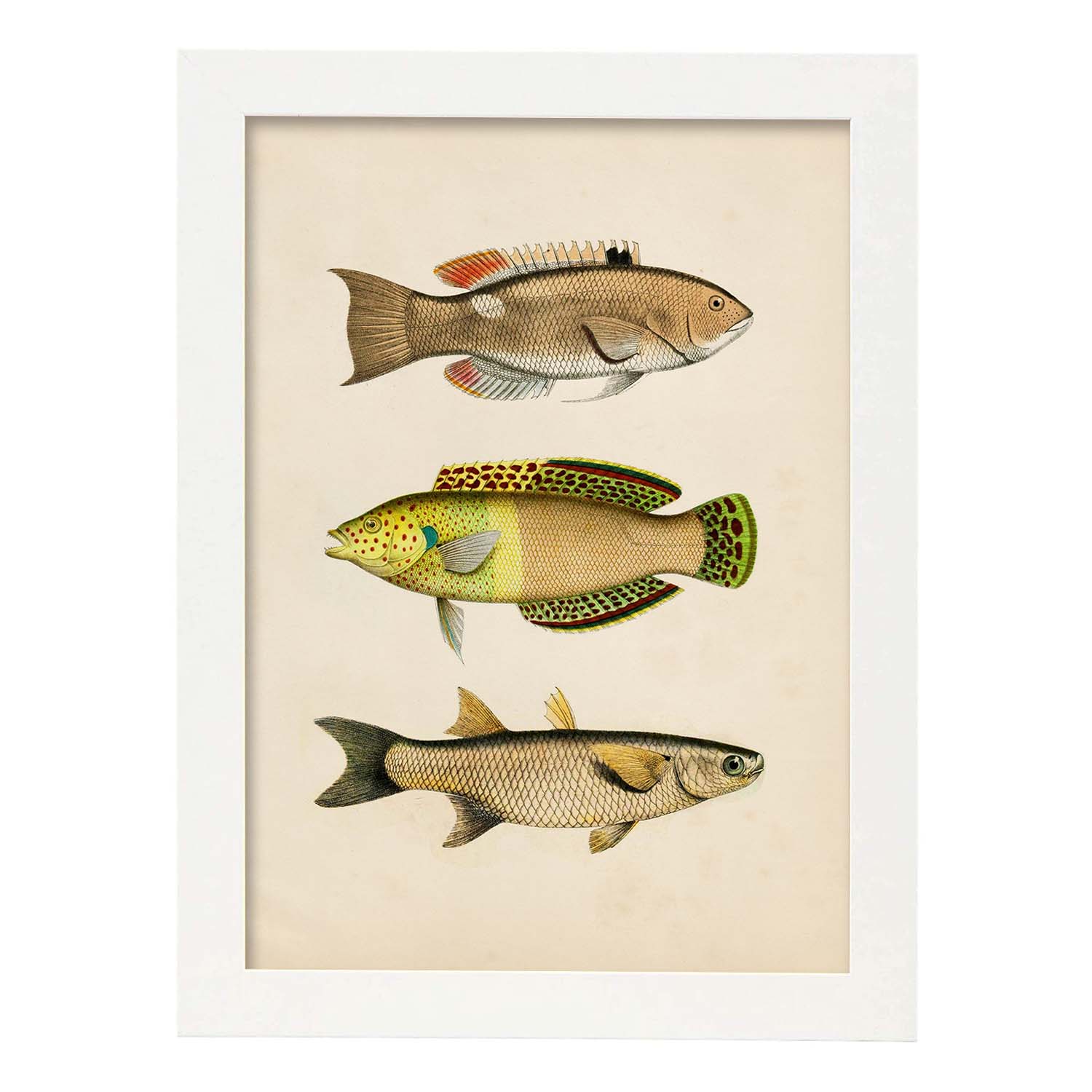 Lámina de tres peces amarillos, beige, verde y naranja en , fondo papel vintage.-Artwork-Nacnic-A3-Marco Blanco-Nacnic Estudio SL