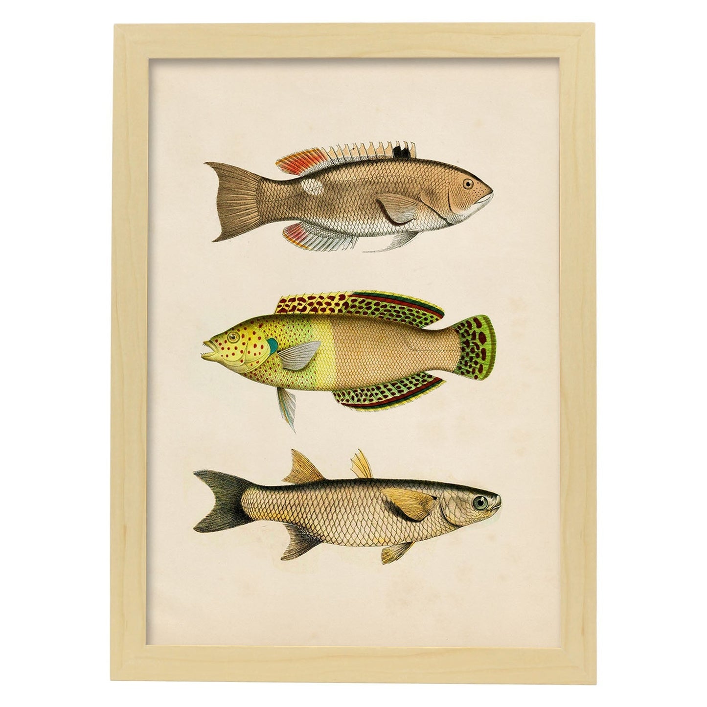Lámina de tres peces amarillos, beige, verde y naranja en , fondo papel vintage.-Artwork-Nacnic-A3-Marco Madera clara-Nacnic Estudio SL