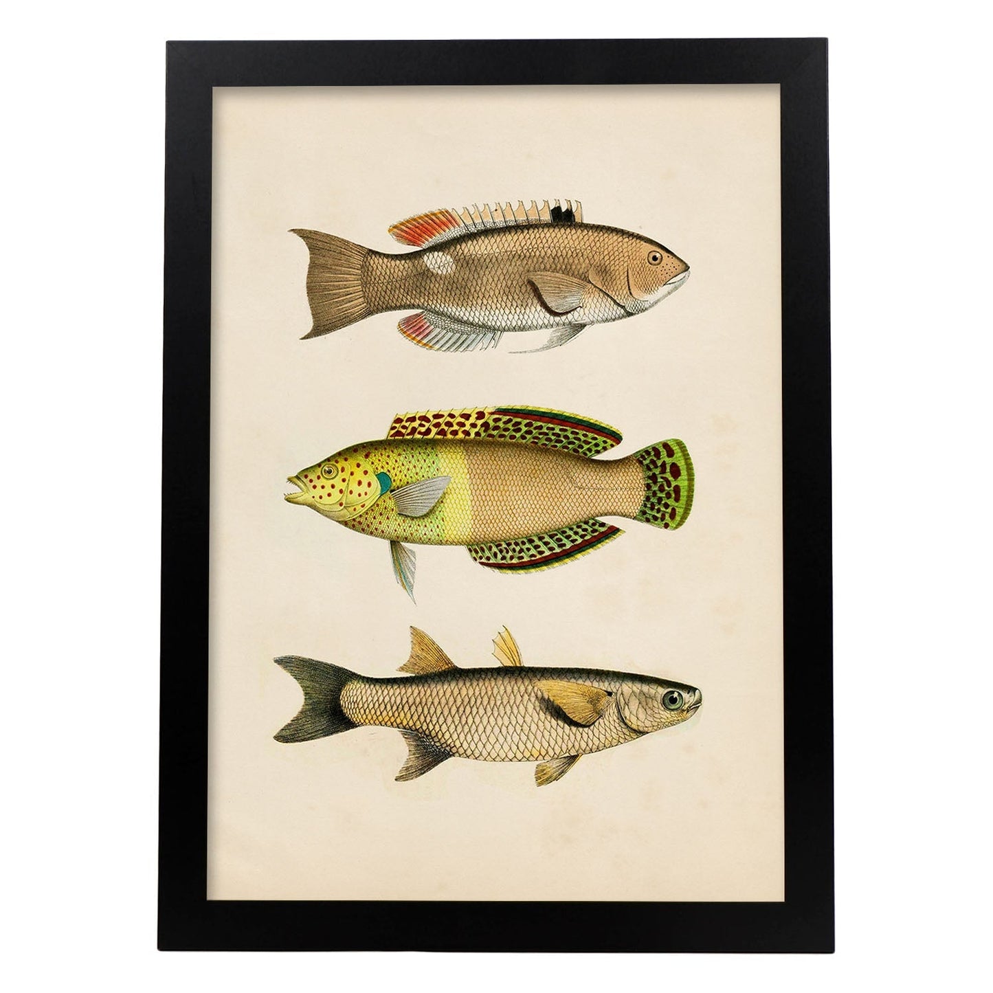 Lámina de tres peces amarillos, beige, verde y naranja en , fondo papel vintage.-Artwork-Nacnic-A3-Marco Negro-Nacnic Estudio SL