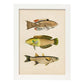 Lámina de tres peces amarillos, beige, verde y naranja en , fondo papel vintage.-Artwork-Nacnic-A4-Marco Blanco-Nacnic Estudio SL
