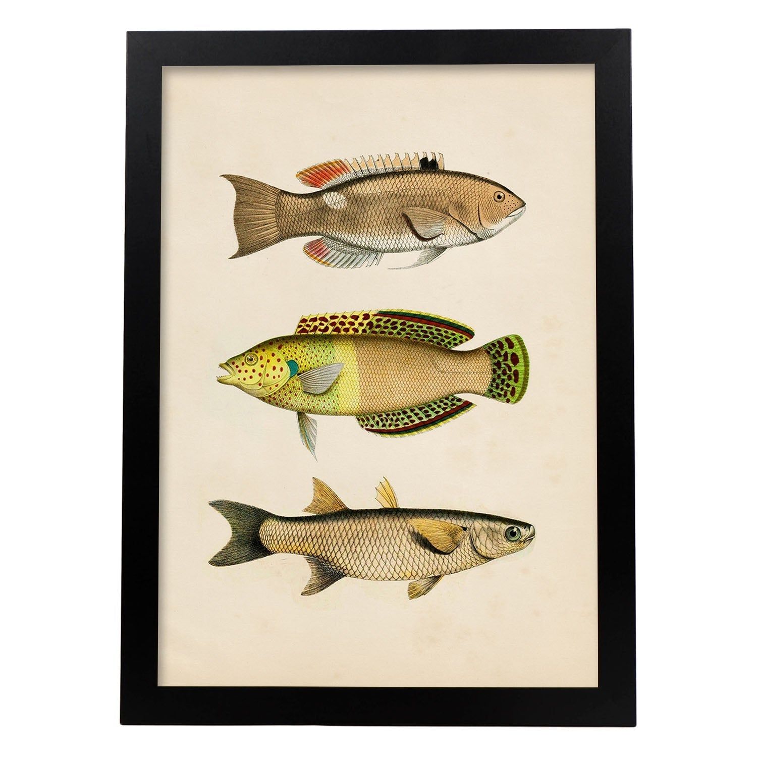 Lámina de tres peces amarillos, beige, verde y naranja en , fondo papel vintage.-Artwork-Nacnic-A4-Marco Negro-Nacnic Estudio SL