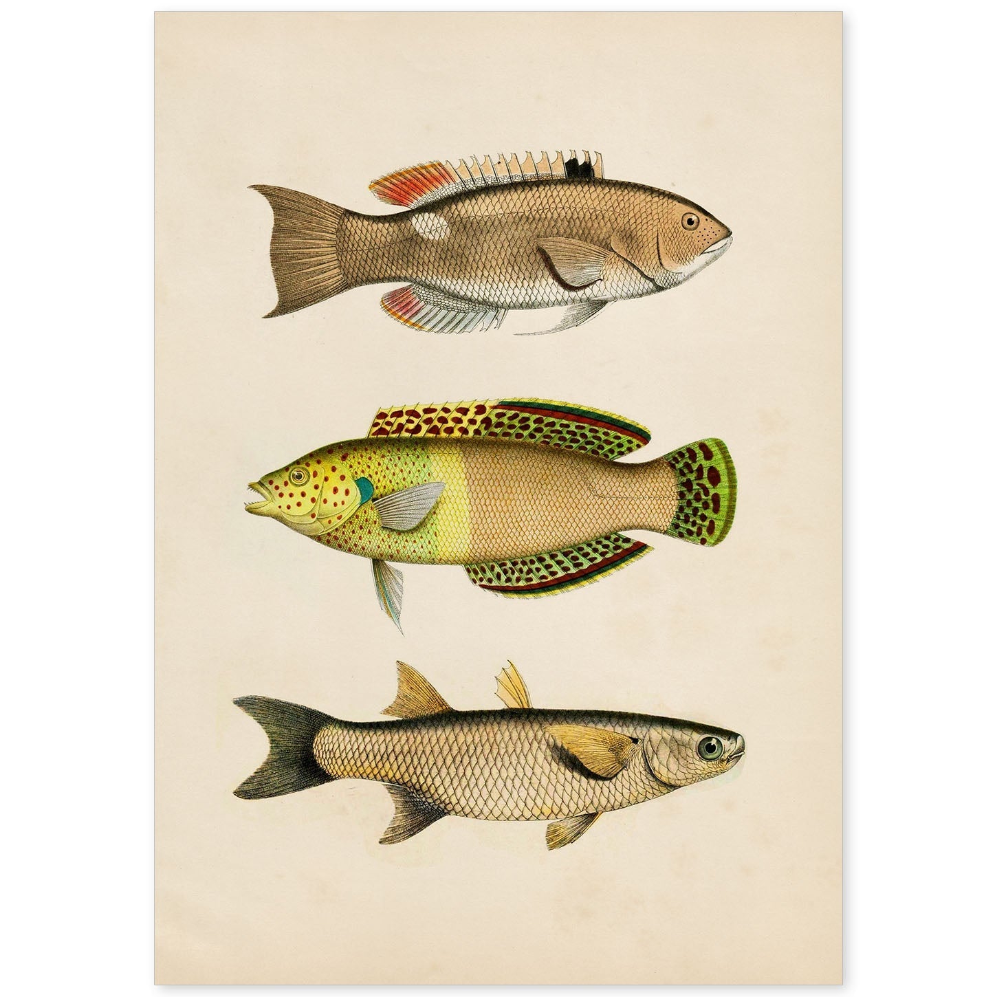 Lámina de tres peces amarillos, beige, verde y naranja en , fondo papel vintage.-Artwork-Nacnic-A4-Sin marco-Nacnic Estudio SL