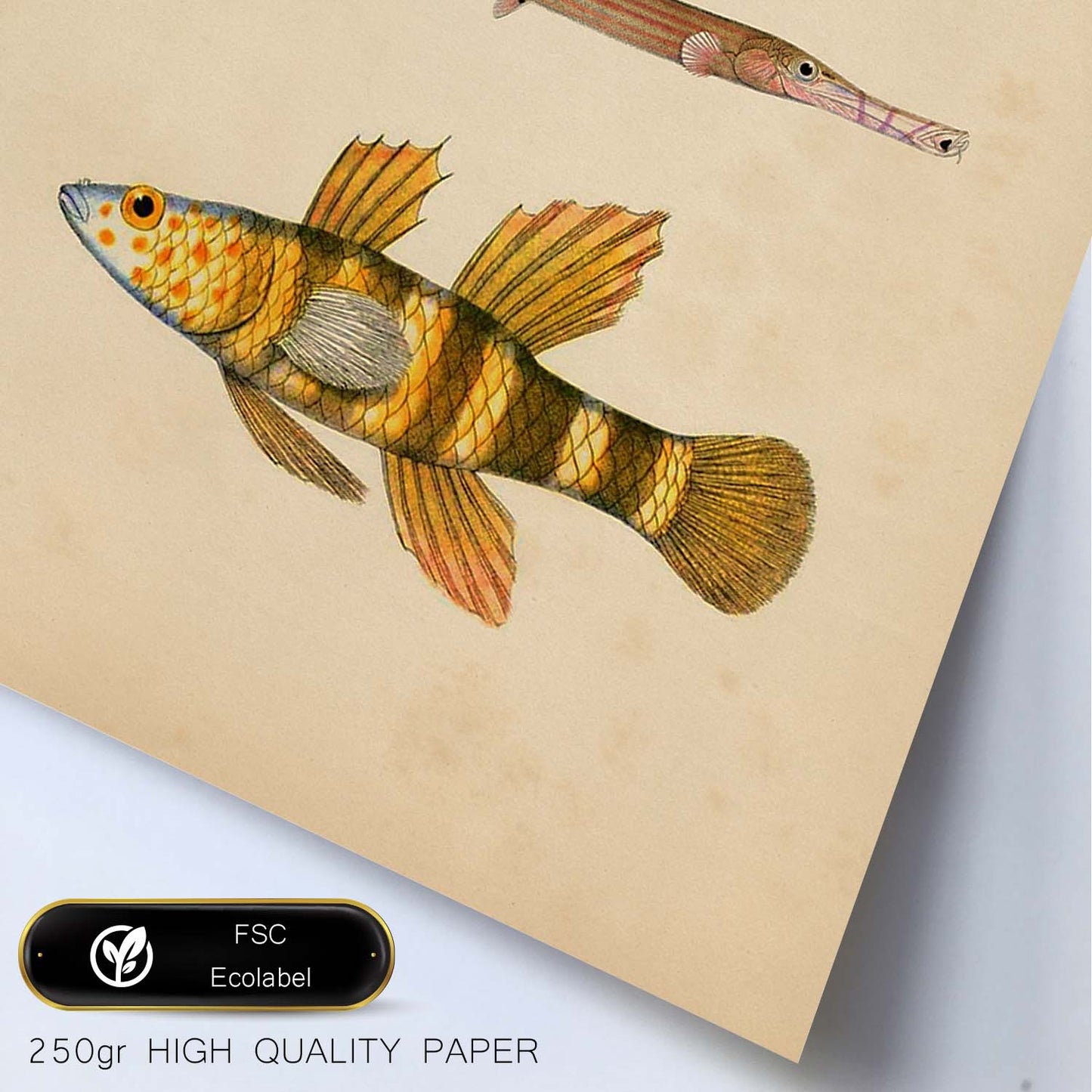Lámina de tres peces amarillos, rojos y naranjas en , fondo papel vintage.-Artwork-Nacnic-Nacnic Estudio SL