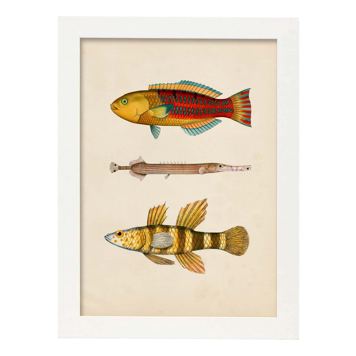 Lámina de tres peces amarillos, rojos y naranjas en , fondo papel vintage.-Artwork-Nacnic-A3-Marco Blanco-Nacnic Estudio SL