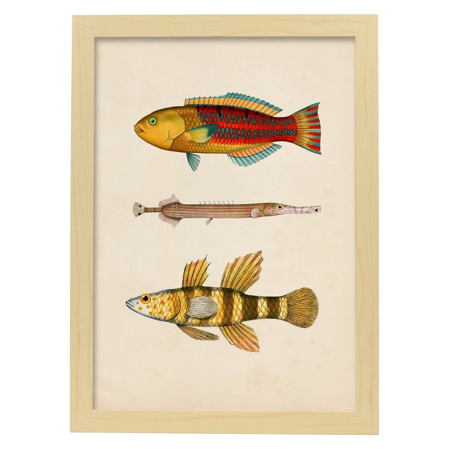 Lámina de tres peces amarillos, rojos y naranjas en , fondo papel vintage.-Artwork-Nacnic-A3-Marco Madera clara-Nacnic Estudio SL