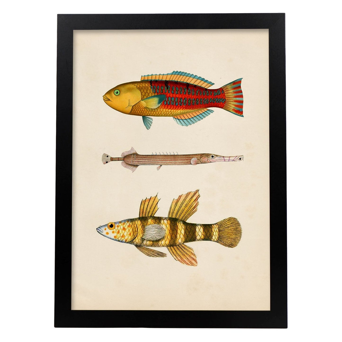 Lámina de tres peces amarillos, rojos y naranjas en , fondo papel vintage.-Artwork-Nacnic-A3-Marco Negro-Nacnic Estudio SL