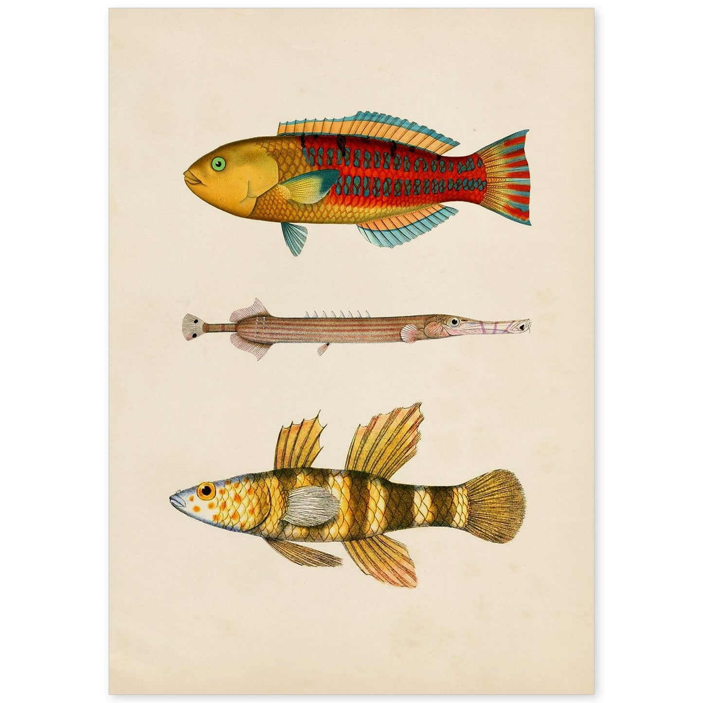 Lámina de tres peces amarillos, rojos y naranjas en , fondo papel vintage.-Artwork-Nacnic-A4-Sin marco-Nacnic Estudio SL