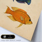 Lámina de tres peces azul, naranja, amarillo y rojo en , fondo papel vintage.-Artwork-Nacnic-Nacnic Estudio SL