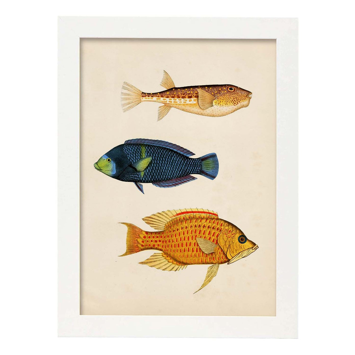 Lámina de tres peces azul, naranja, amarillo y rojo en , fondo papel vintage.-Artwork-Nacnic-A3-Marco Blanco-Nacnic Estudio SL