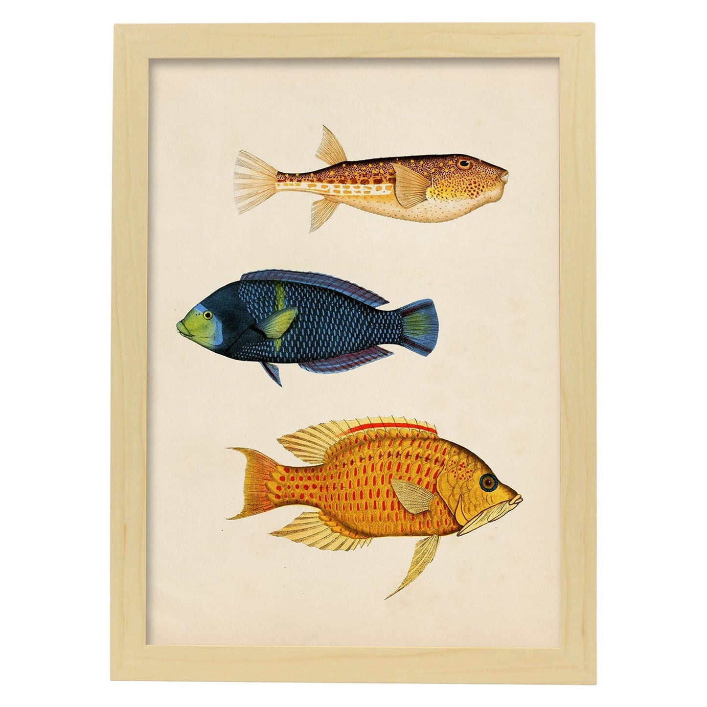 Lámina de tres peces azul, naranja, amarillo y rojo en , fondo papel vintage.-Artwork-Nacnic-A3-Marco Madera clara-Nacnic Estudio SL