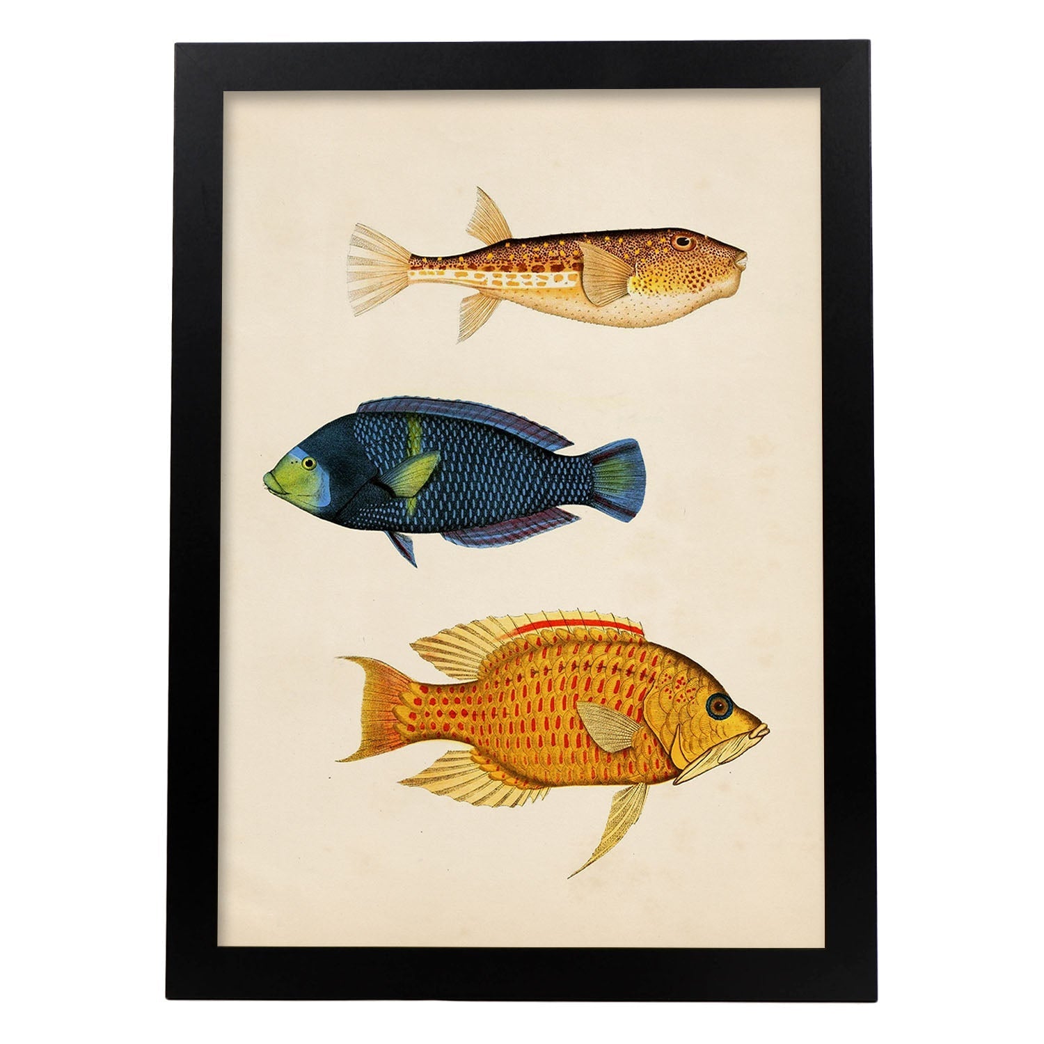 Lámina de tres peces azul, naranja, amarillo y rojo en , fondo papel vintage.-Artwork-Nacnic-A3-Marco Negro-Nacnic Estudio SL
