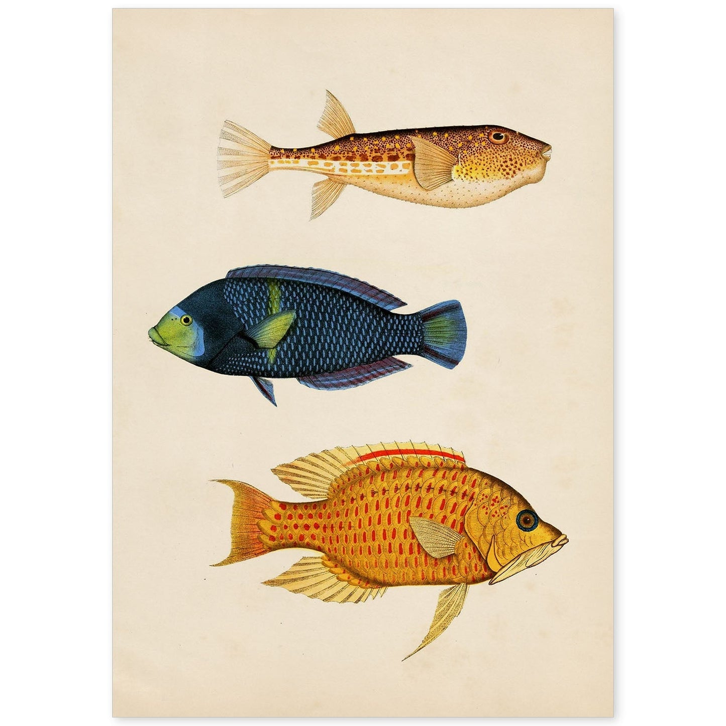 Lámina de tres peces azul, naranja, amarillo y rojo en , fondo papel vintage.-Artwork-Nacnic-A4-Sin marco-Nacnic Estudio SL