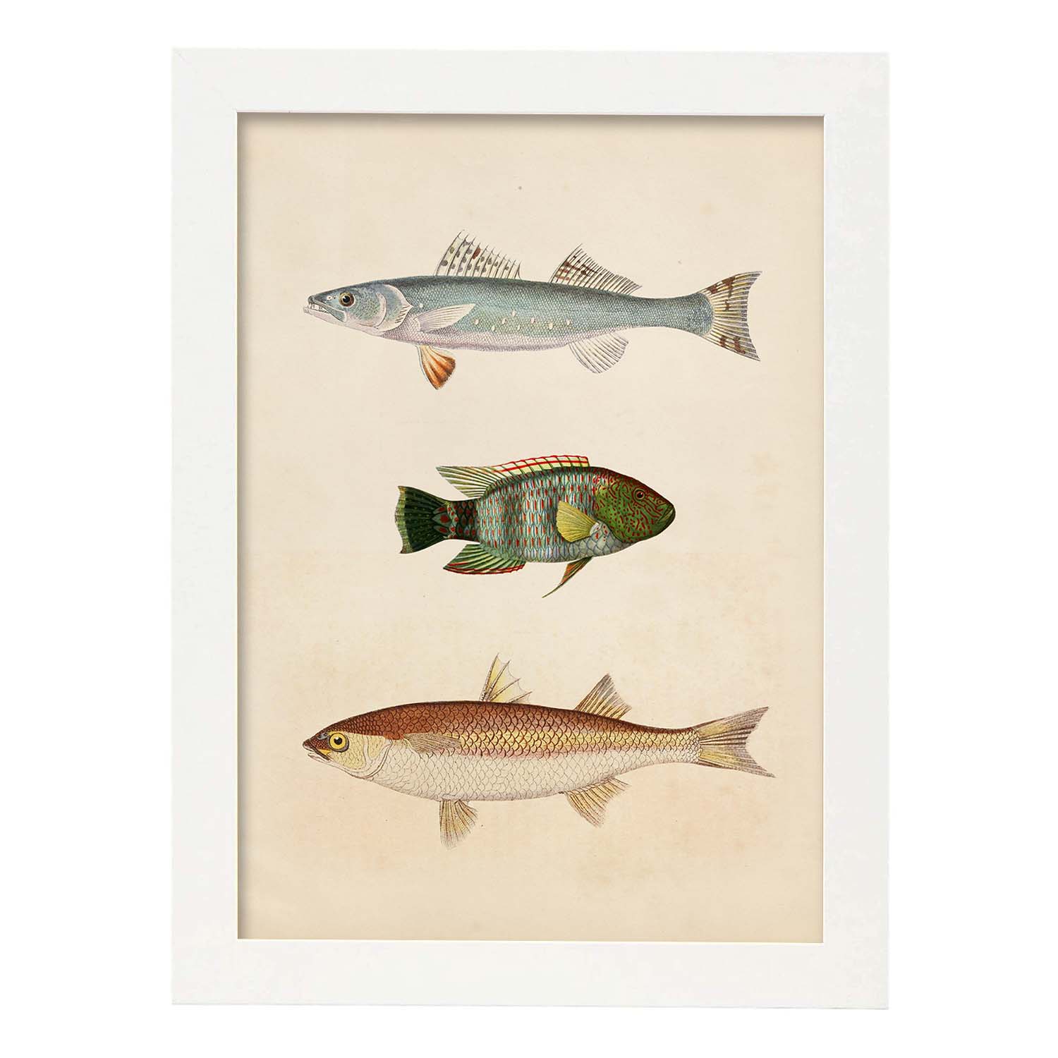 Lámina de tres peces azul, verde marroon y beige en , fondo papel vintage.-Artwork-Nacnic-A3-Marco Blanco-Nacnic Estudio SL