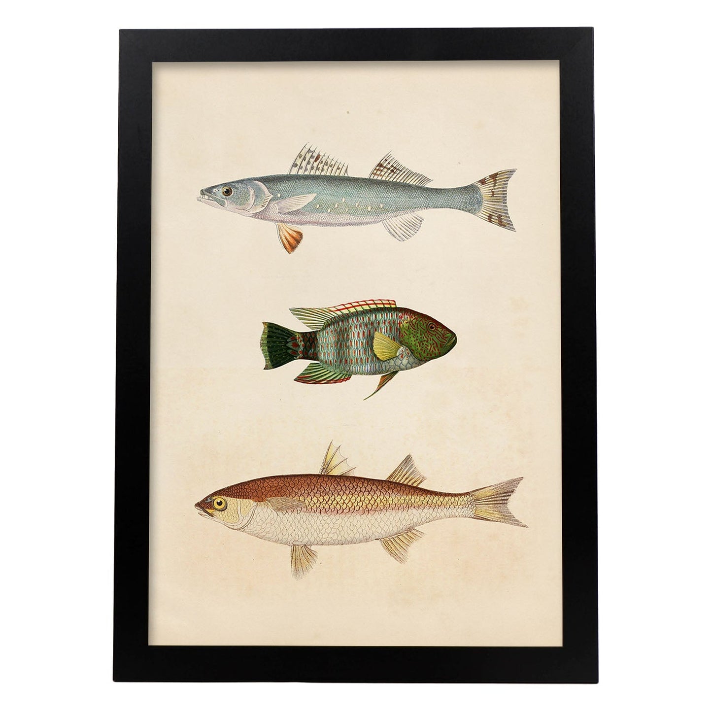 Lámina de tres peces azul, verde marroon y beige en , fondo papel vintage.-Artwork-Nacnic-A3-Marco Negro-Nacnic Estudio SL