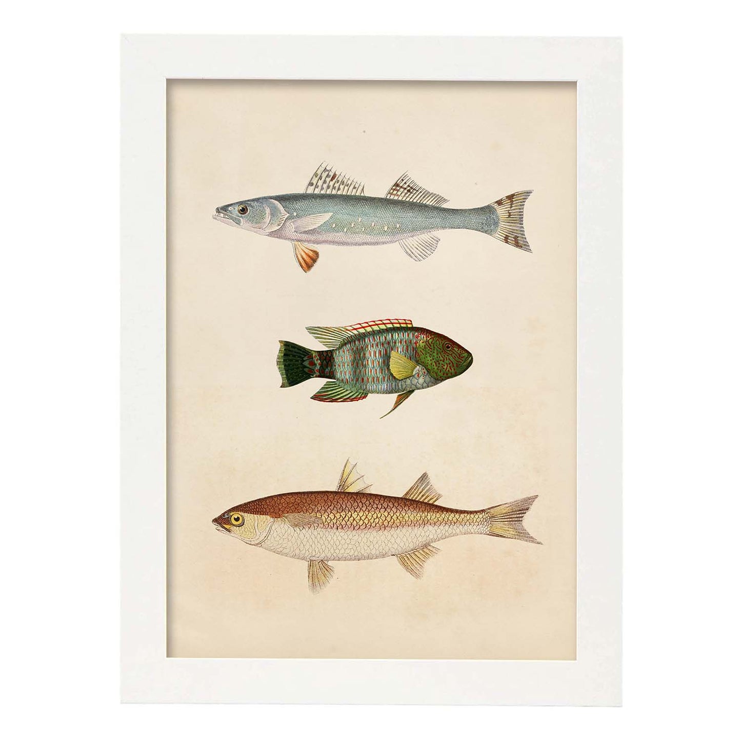 Lámina de tres peces azul, verde marroon y beige en , fondo papel vintage.-Artwork-Nacnic-A4-Marco Blanco-Nacnic Estudio SL