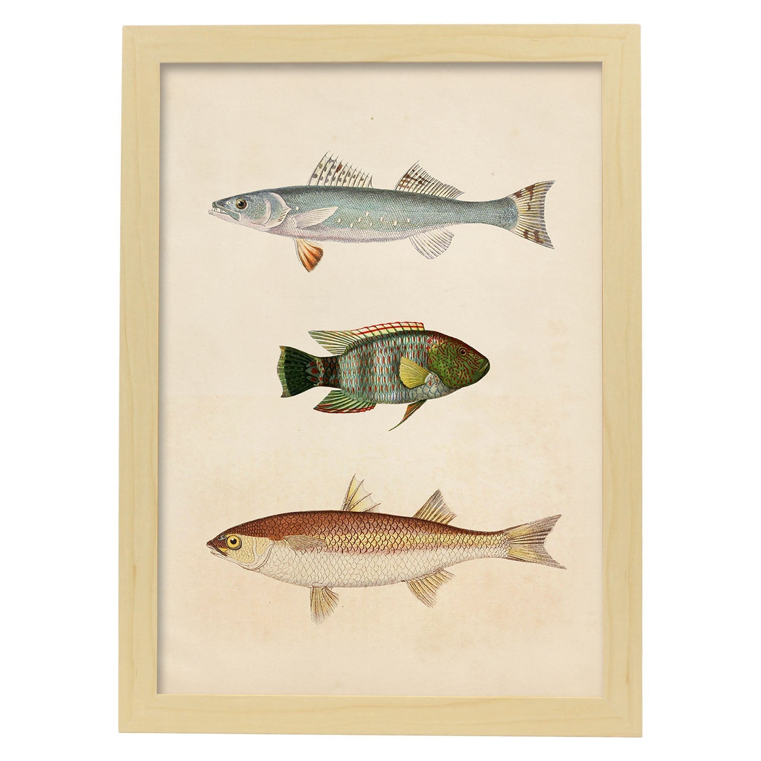 Lámina de tres peces azul, verde marroon y beige en , fondo papel vintage.-Artwork-Nacnic-A4-Marco Madera clara-Nacnic Estudio SL