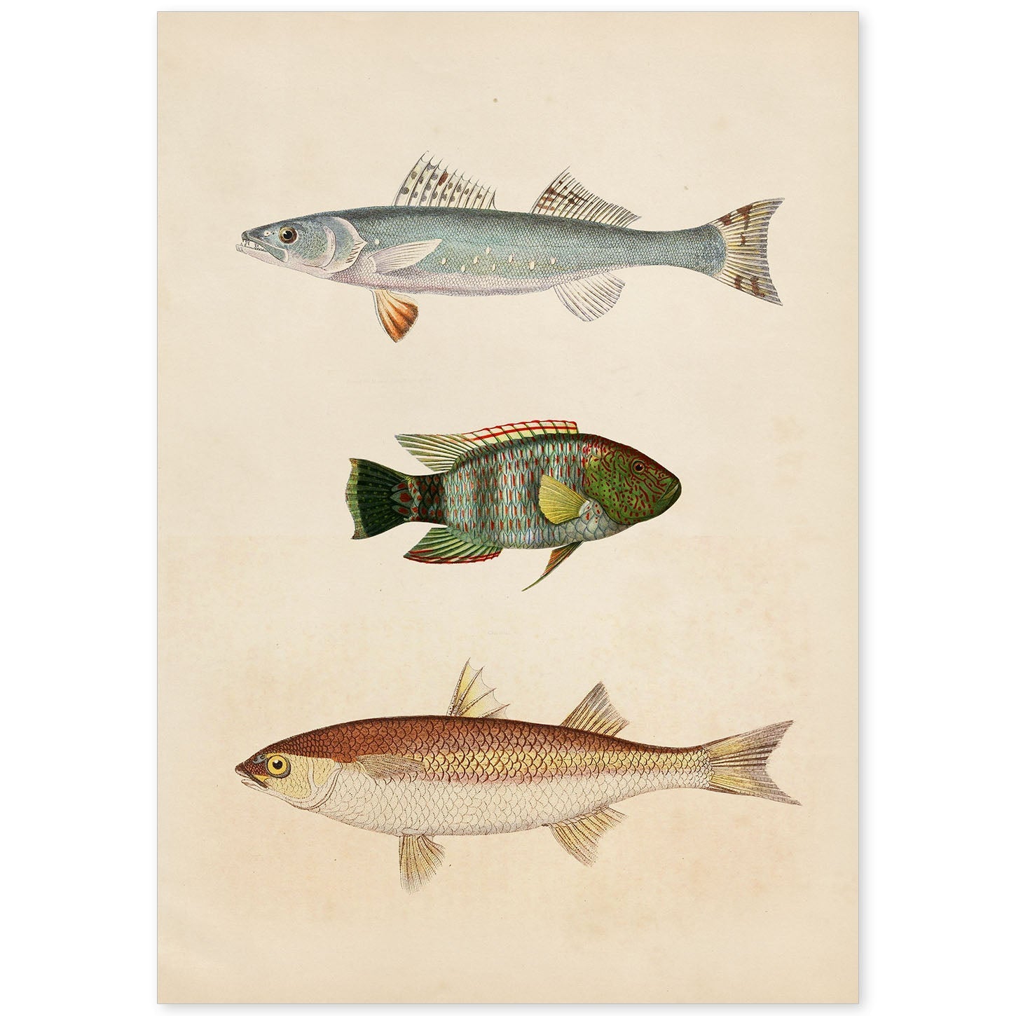 Lámina de tres peces azul, verde marroon y beige en , fondo papel vintage.-Artwork-Nacnic-A4-Sin marco-Nacnic Estudio SL