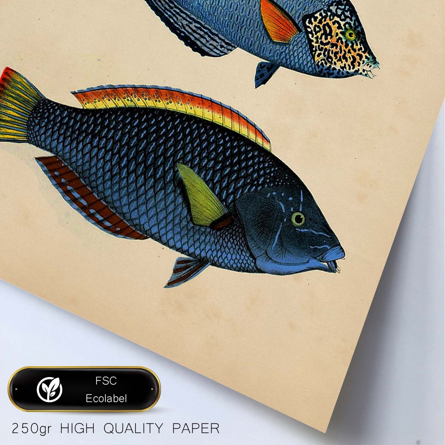 Lámina de tres peces azules, con amarillo, verde y rojo en , fondo papel vintage.-Artwork-Nacnic-Nacnic Estudio SL