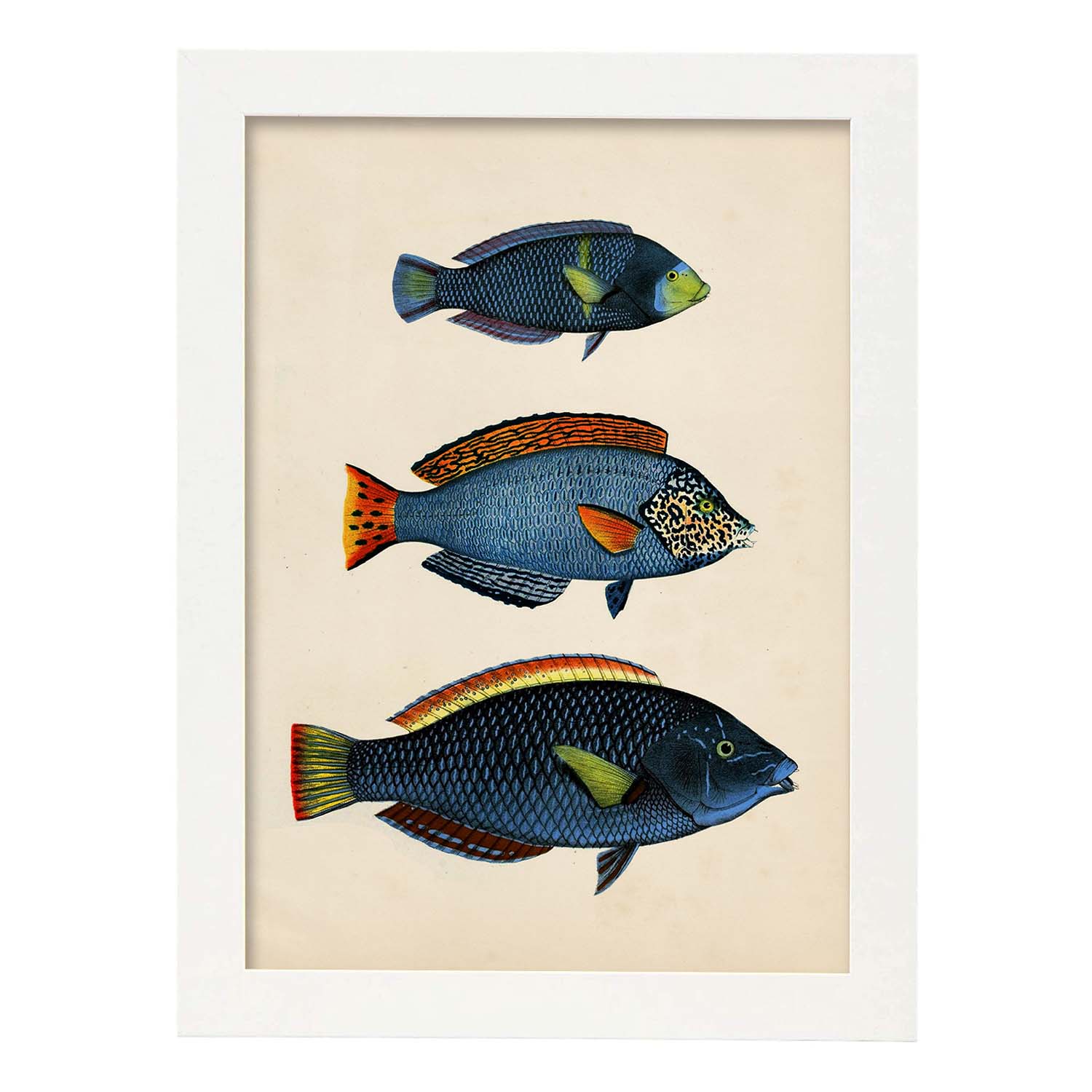Lámina de tres peces azules, con amarillo, verde y rojo en , fondo papel vintage.-Artwork-Nacnic-A3-Marco Blanco-Nacnic Estudio SL
