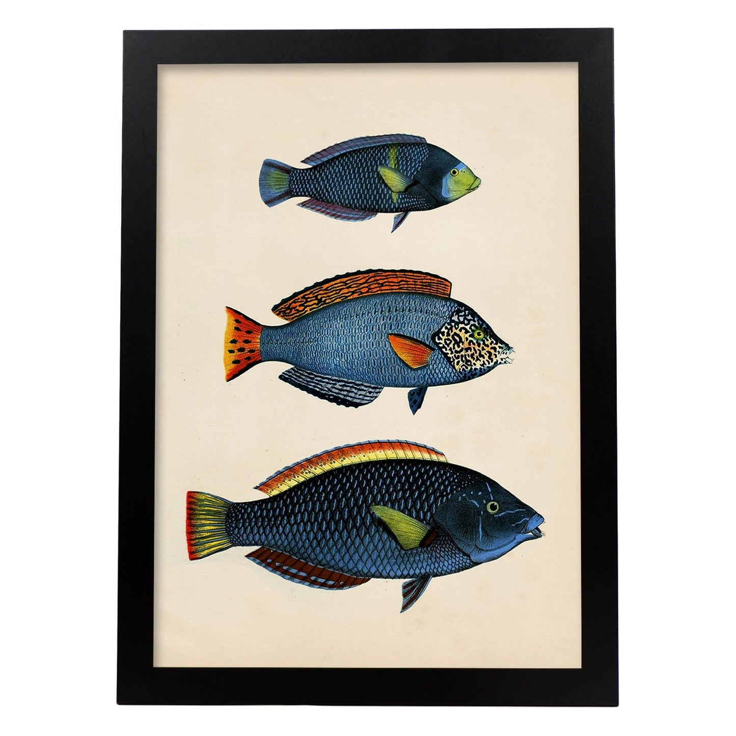 Lámina de tres peces azules, con amarillo, verde y rojo en , fondo papel vintage.-Artwork-Nacnic-A3-Marco Negro-Nacnic Estudio SL