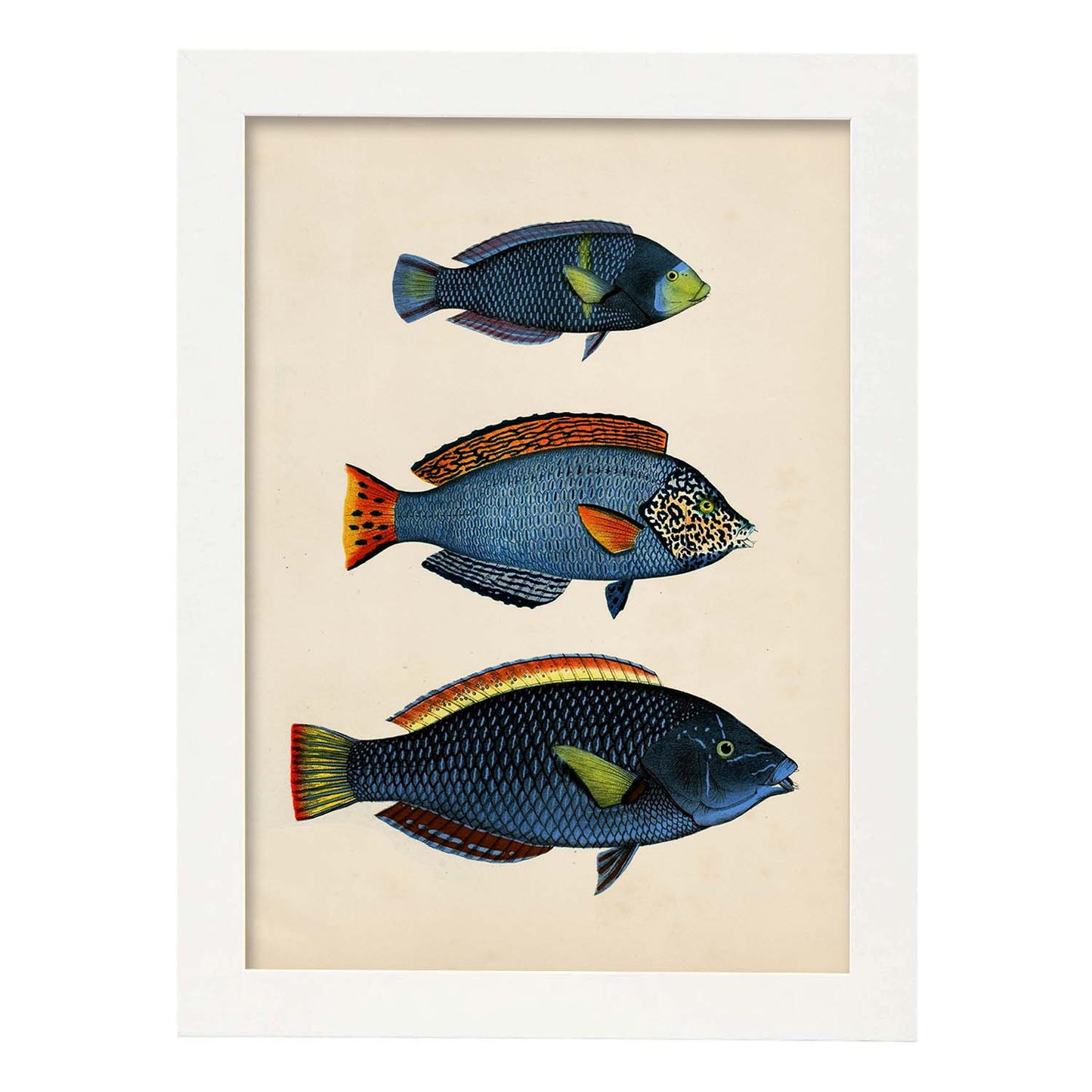Lámina de tres peces azules, con amarillo, verde y rojo en , fondo papel vintage.-Artwork-Nacnic-A4-Marco Blanco-Nacnic Estudio SL