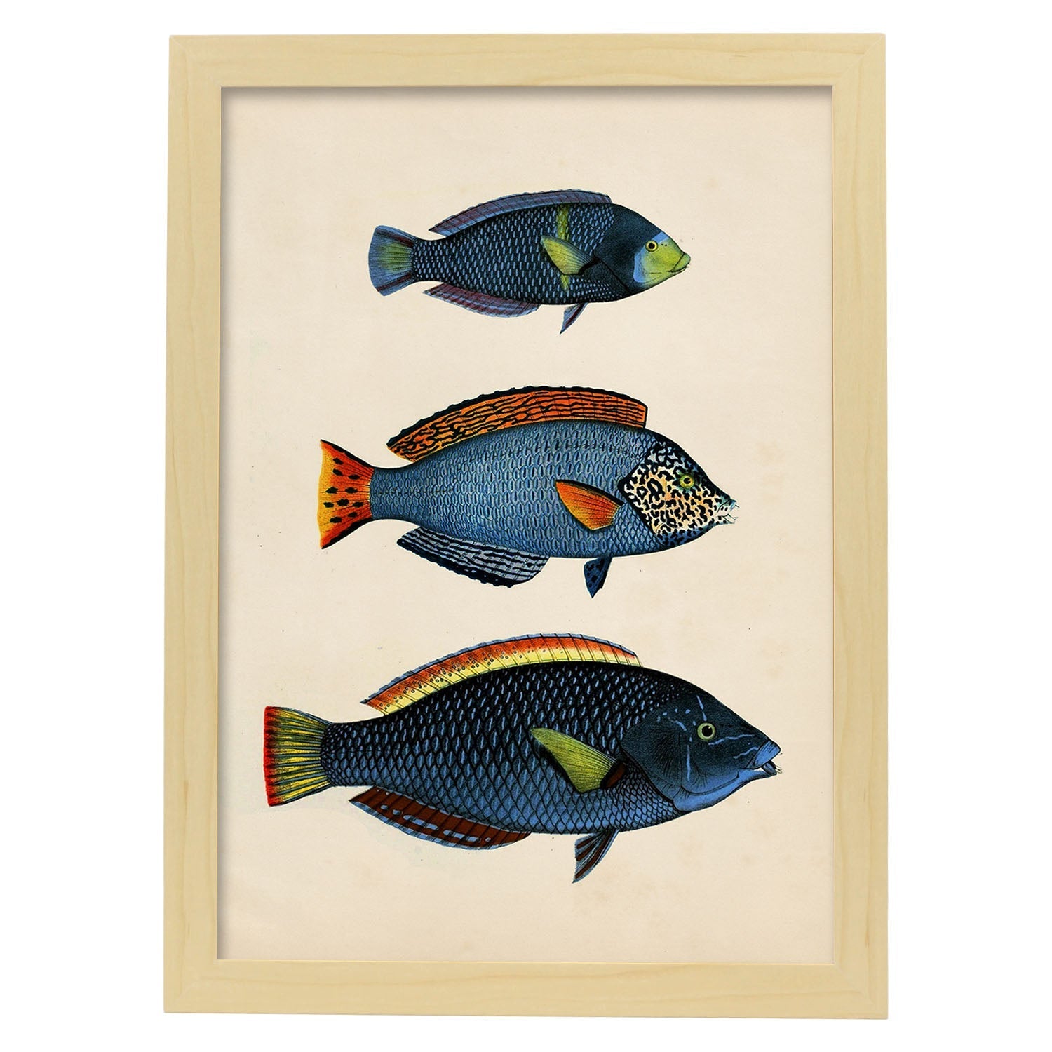 Lámina de tres peces azules, con amarillo, verde y rojo en , fondo papel vintage.-Artwork-Nacnic-A4-Marco Madera clara-Nacnic Estudio SL