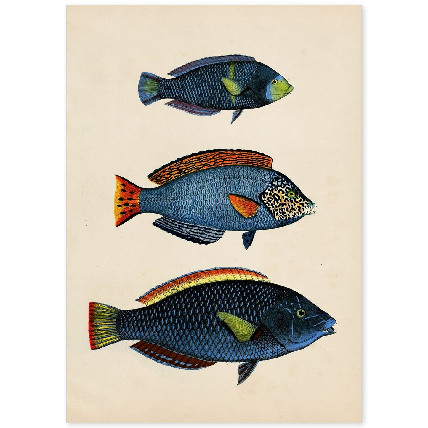Lámina de tres peces azules, con amarillo, verde y rojo en , fondo papel vintage.-Artwork-Nacnic-A4-Sin marco-Nacnic Estudio SL