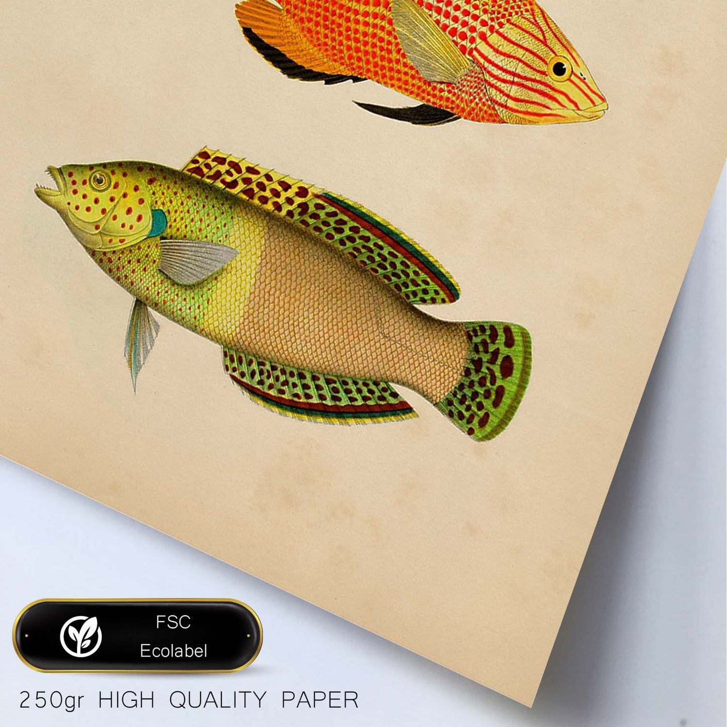 Lámina de tres peces beige, naranja, negro y verde en , fondo papel vintage.-Artwork-Nacnic-Nacnic Estudio SL