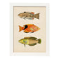 Lámina de tres peces beige, naranja, negro y verde en , fondo papel vintage.-Artwork-Nacnic-A3-Marco Blanco-Nacnic Estudio SL