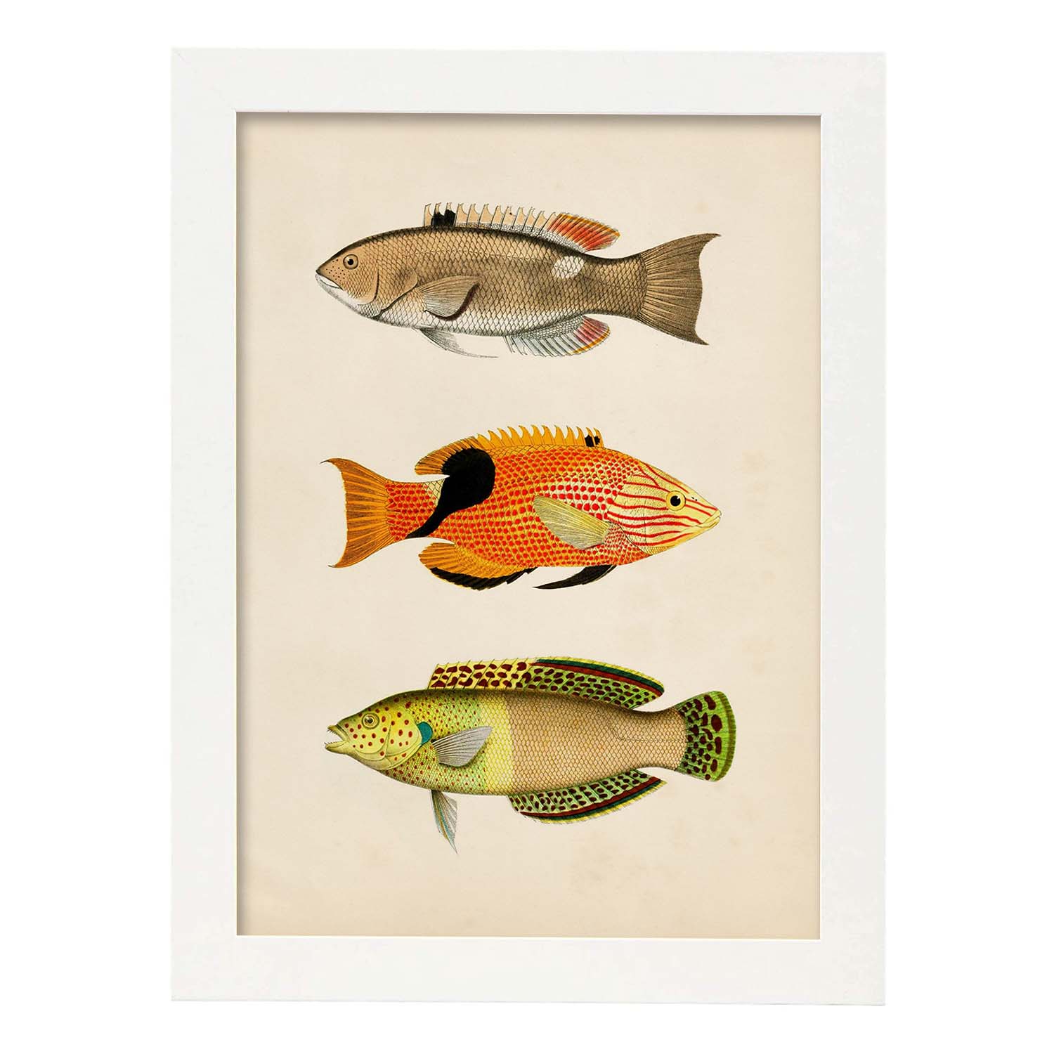 Lámina de tres peces beige, naranja, negro y verde en , fondo papel vintage.-Artwork-Nacnic-A3-Marco Blanco-Nacnic Estudio SL
