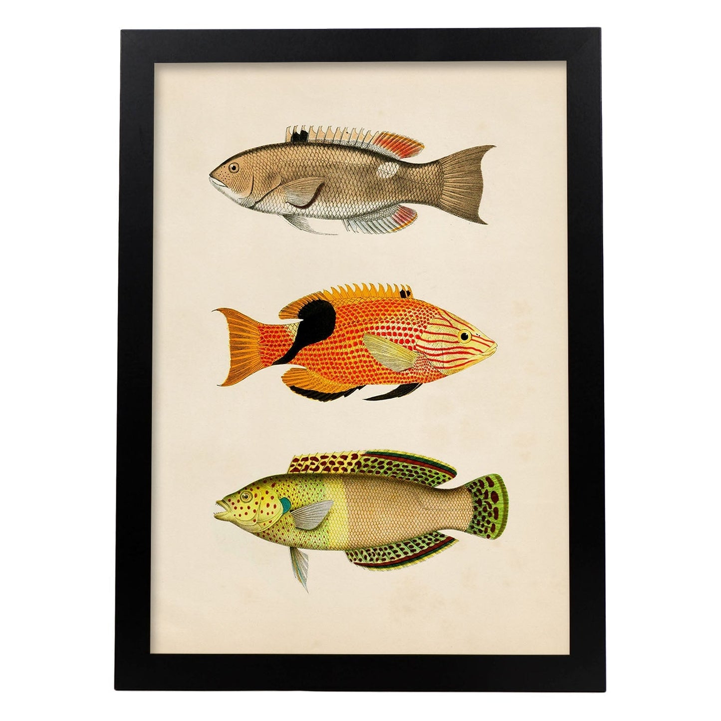 Lámina de tres peces beige, naranja, negro y verde en , fondo papel vintage.-Artwork-Nacnic-A3-Marco Negro-Nacnic Estudio SL