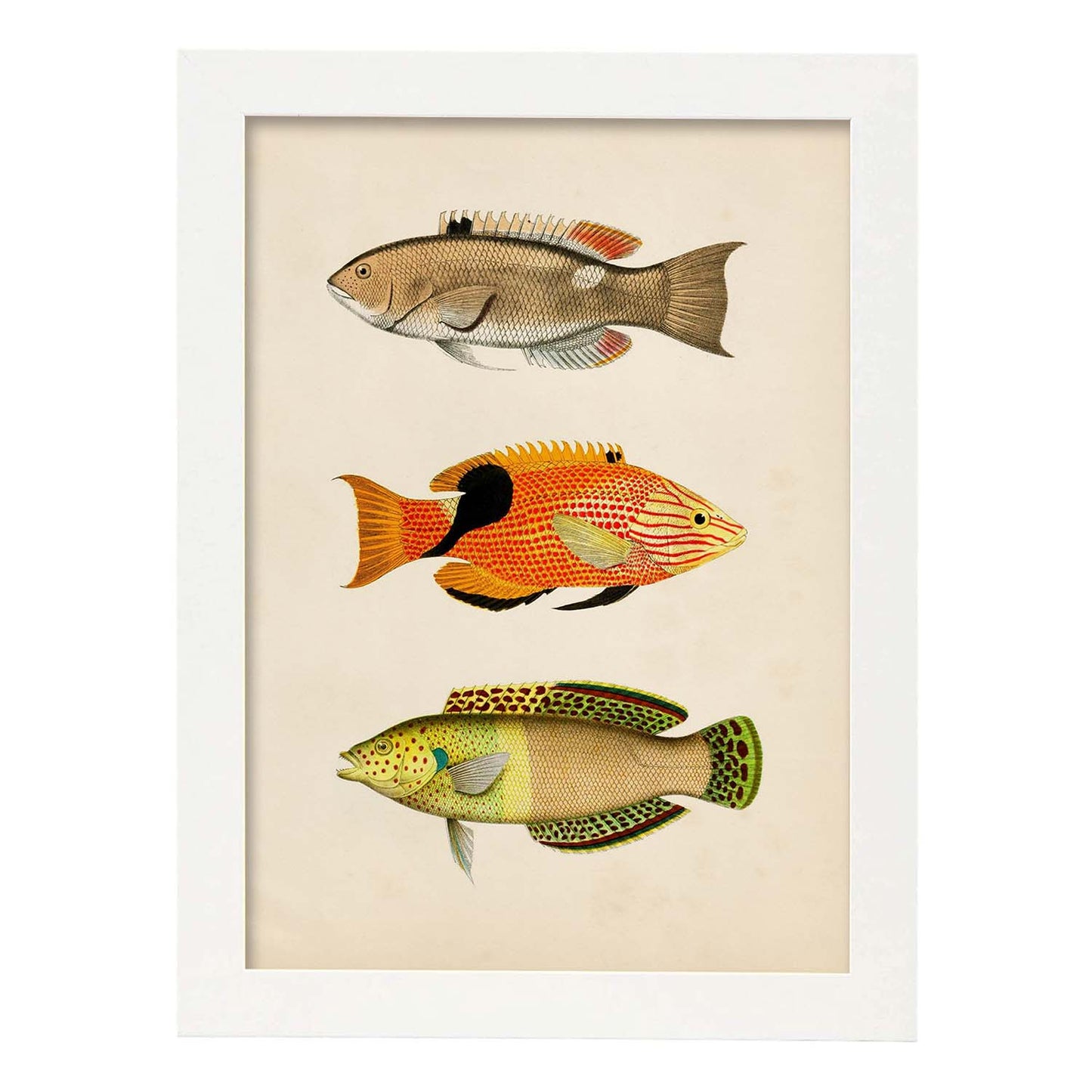 Lámina de tres peces beige, naranja, negro y verde en , fondo papel vintage.-Artwork-Nacnic-A4-Marco Blanco-Nacnic Estudio SL