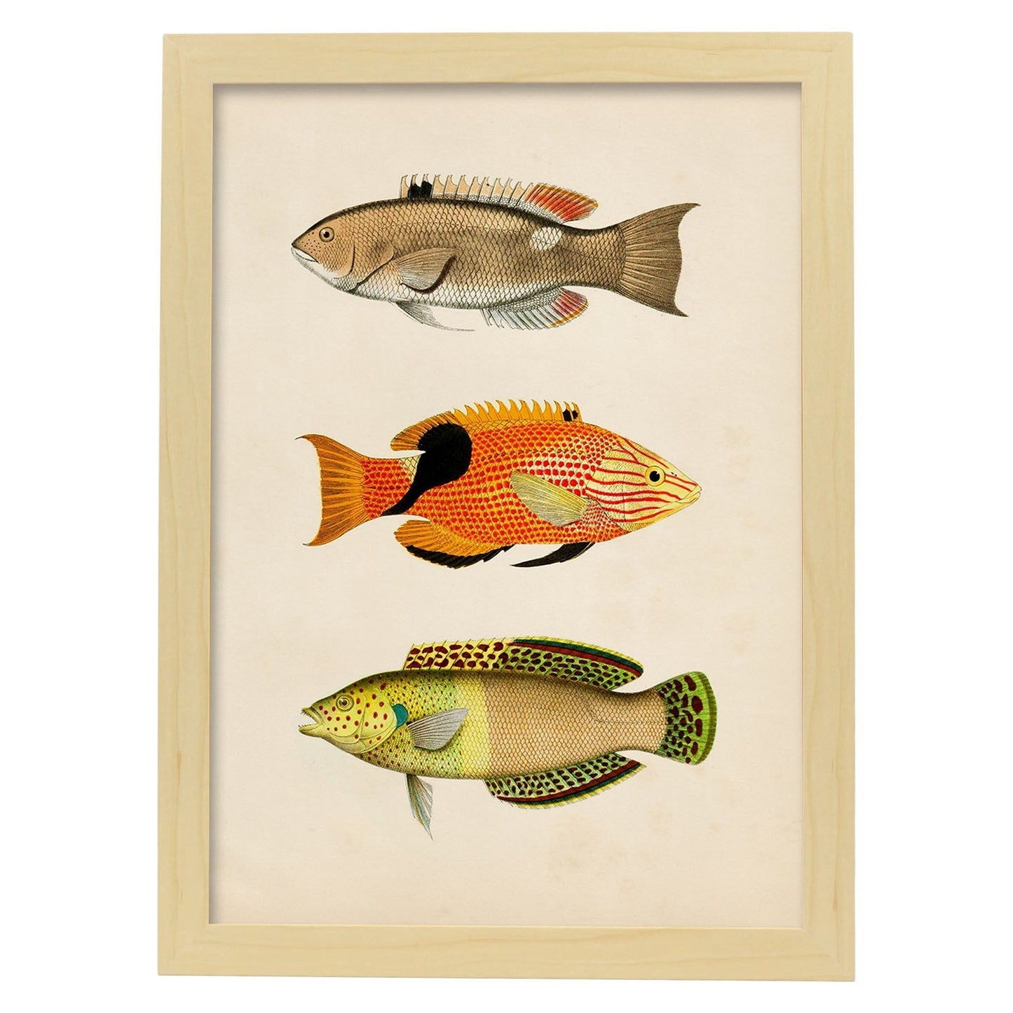 Lámina de tres peces beige, naranja, negro y verde en , fondo papel vintage.-Artwork-Nacnic-A4-Marco Madera clara-Nacnic Estudio SL