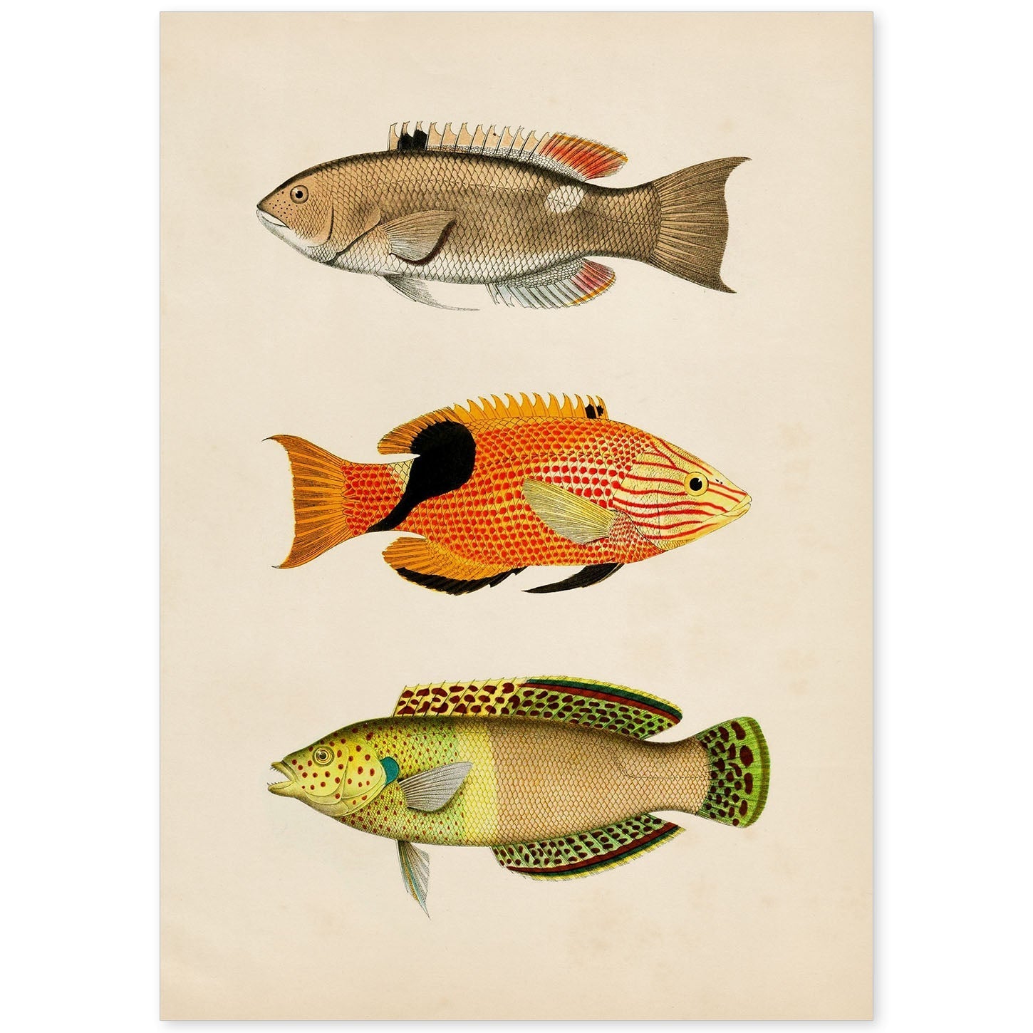 Lámina de tres peces beige, naranja, negro y verde en , fondo papel vintage.-Artwork-Nacnic-A4-Sin marco-Nacnic Estudio SL