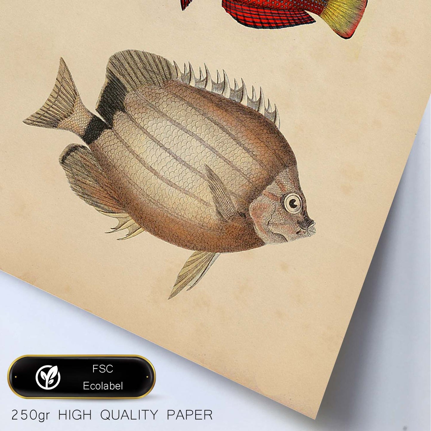Lámina de tres peces beige, rojo, amarillo y blanco en , fondo papel vintage.-Artwork-Nacnic-Nacnic Estudio SL