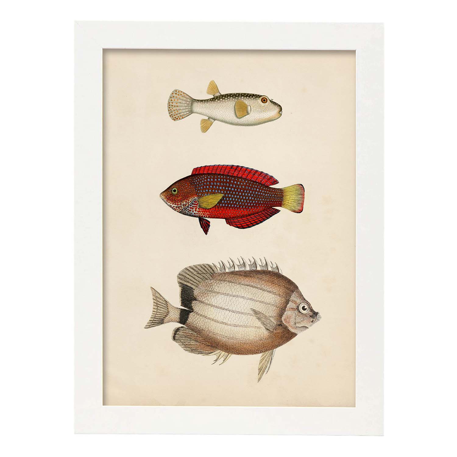 Lámina de tres peces beige, rojo, amarillo y blanco en , fondo papel vintage.-Artwork-Nacnic-A3-Marco Blanco-Nacnic Estudio SL