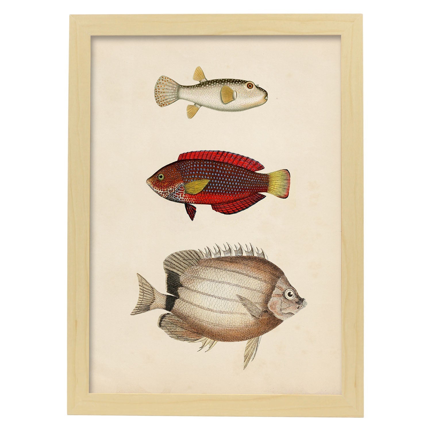 Lámina de tres peces beige, rojo, amarillo y blanco en , fondo papel vintage.-Artwork-Nacnic-A3-Marco Madera clara-Nacnic Estudio SL