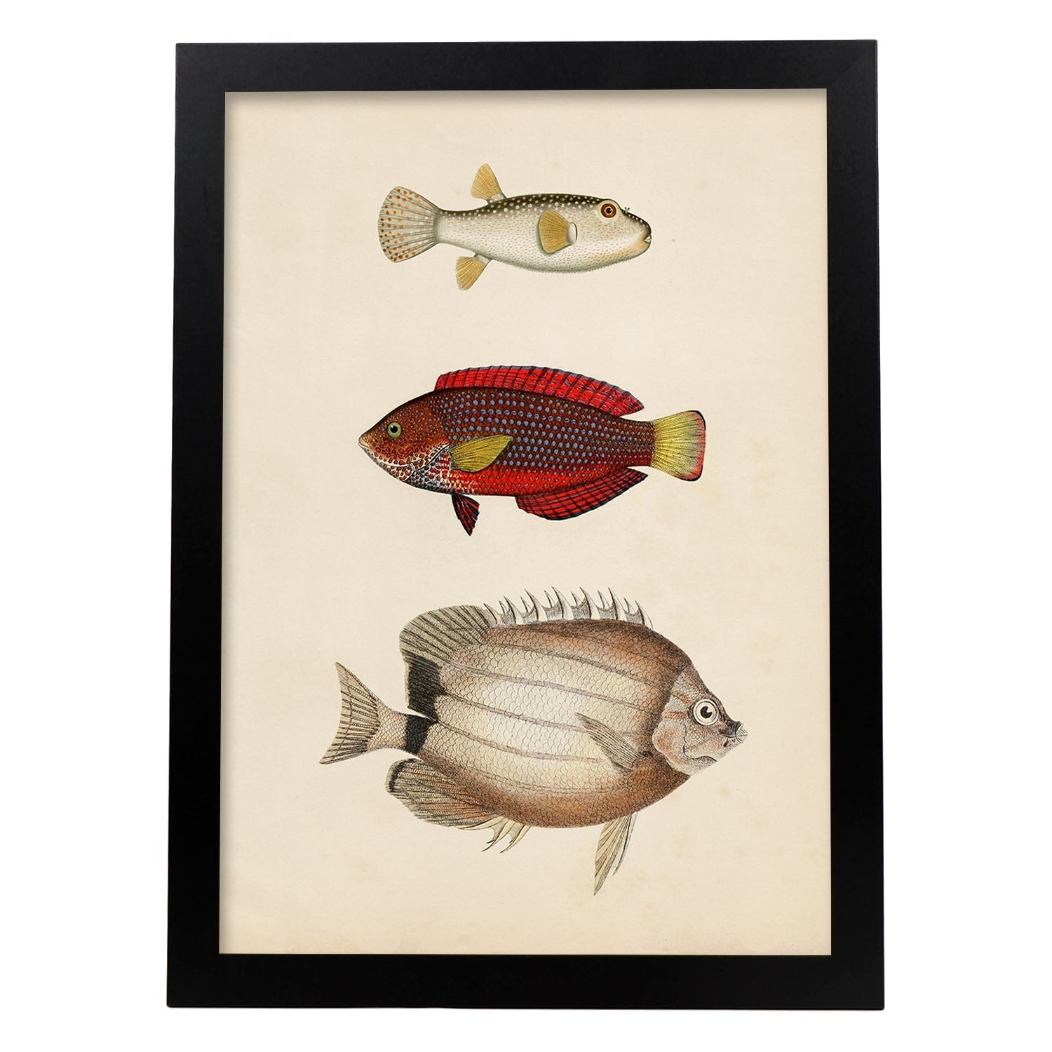 Lámina de tres peces beige, rojo, amarillo y blanco en , fondo papel vintage.-Artwork-Nacnic-A3-Marco Negro-Nacnic Estudio SL