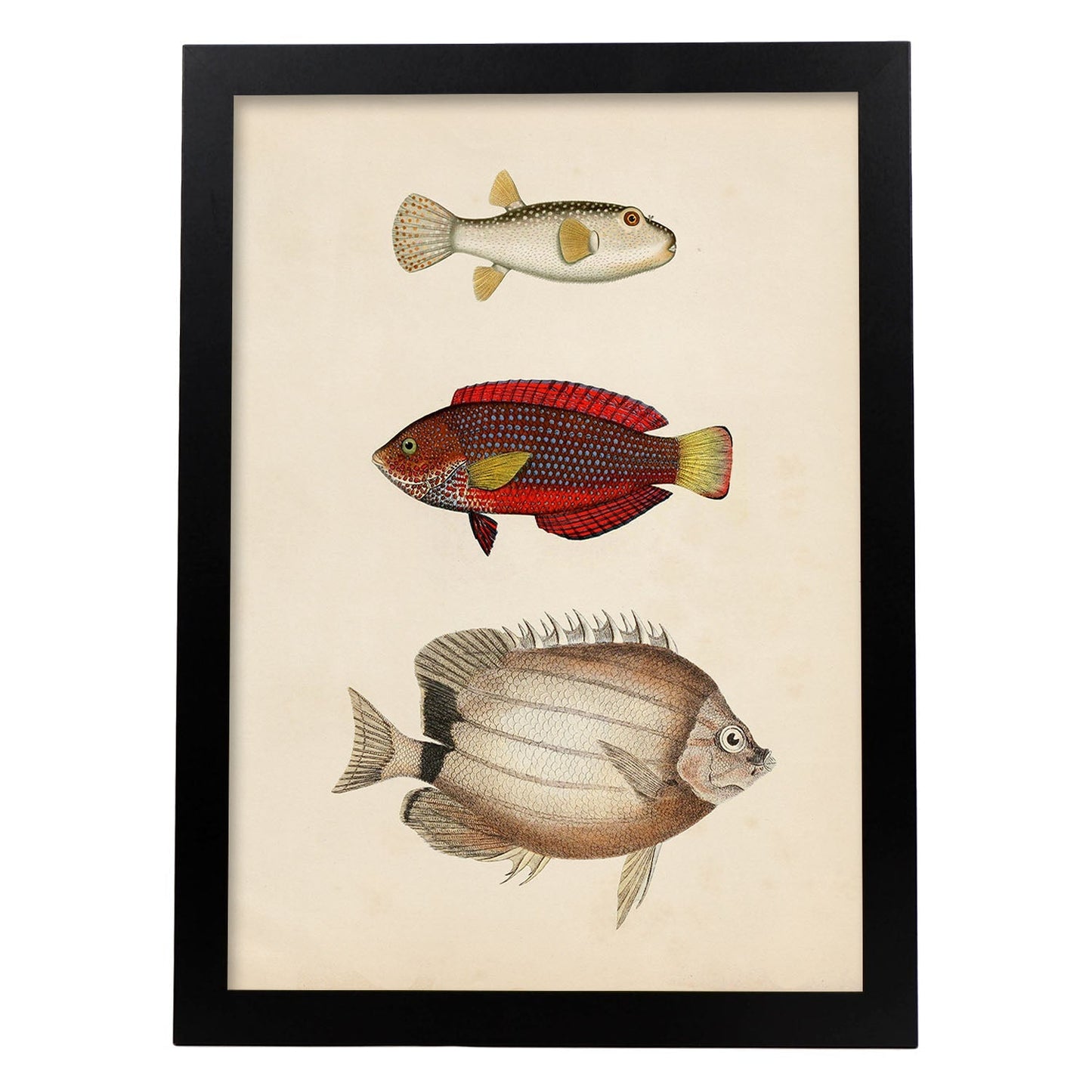 Lámina de tres peces beige, rojo, amarillo y blanco en , fondo papel vintage.-Artwork-Nacnic-A3-Marco Negro-Nacnic Estudio SL