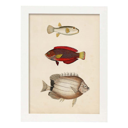 Lámina de tres peces beige, rojo, amarillo y blanco en , fondo papel vintage.-Artwork-Nacnic-A4-Marco Blanco-Nacnic Estudio SL