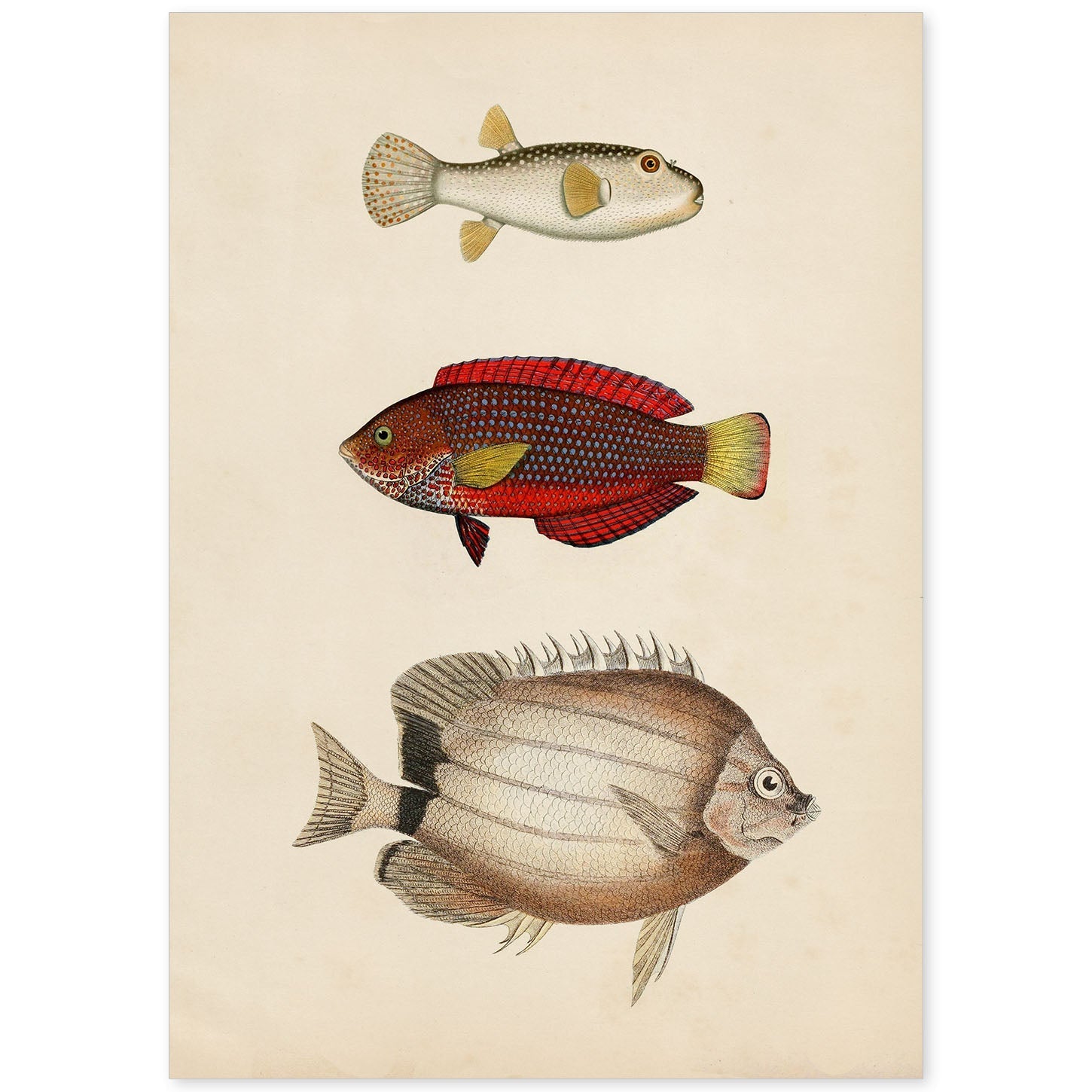 Lámina de tres peces beige, rojo, amarillo y blanco en , fondo papel vintage.-Artwork-Nacnic-A4-Sin marco-Nacnic Estudio SL