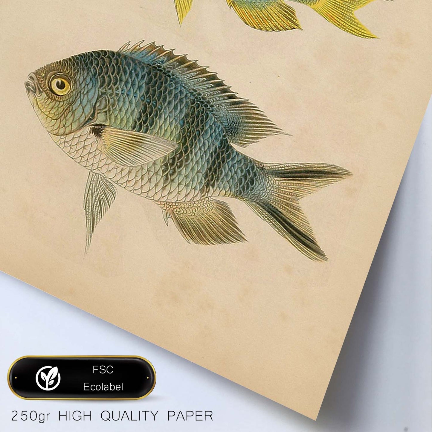 Lámina de tres peces gris, azul, amarillo y naranja en , fondo papel vintage.-Artwork-Nacnic-Nacnic Estudio SL