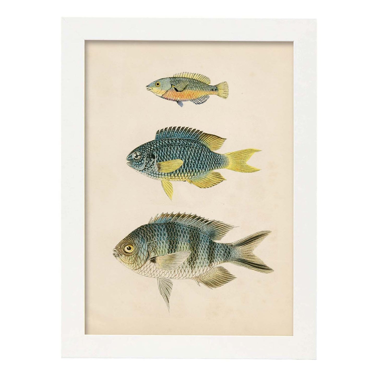 Lámina de tres peces gris, azul, amarillo y naranja en , fondo papel vintage.-Artwork-Nacnic-A3-Marco Blanco-Nacnic Estudio SL