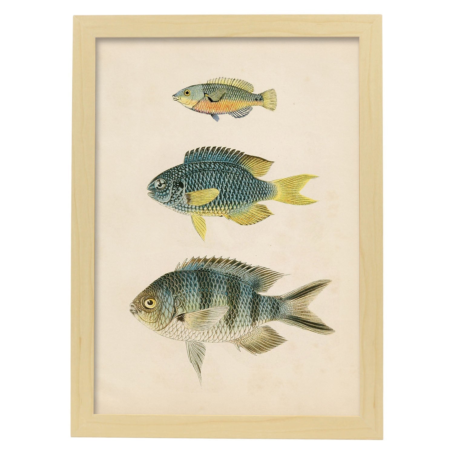 Lámina de tres peces gris, azul, amarillo y naranja en , fondo papel vintage.-Artwork-Nacnic-A3-Marco Madera clara-Nacnic Estudio SL