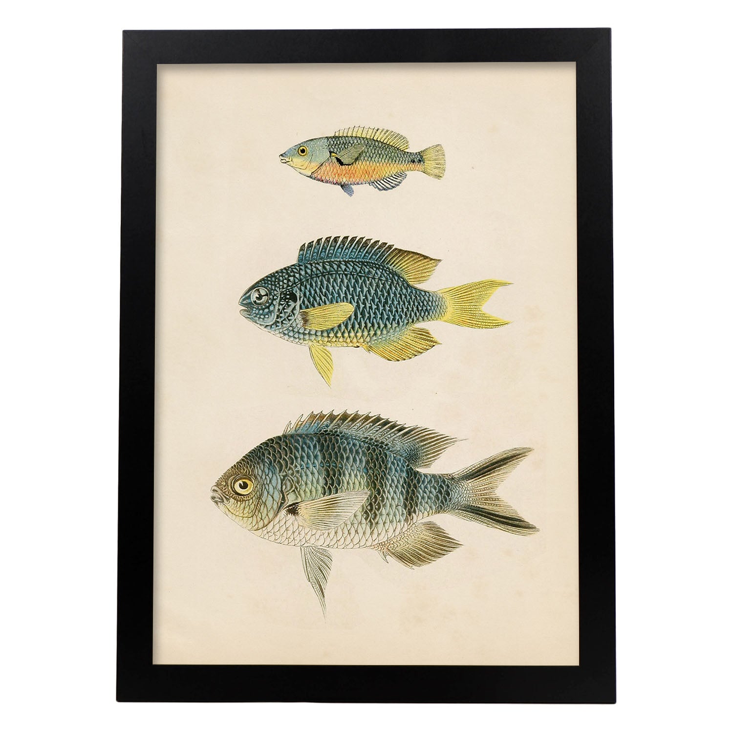 Lámina de tres peces gris, azul, amarillo y naranja en , fondo papel vintage.-Artwork-Nacnic-A3-Marco Negro-Nacnic Estudio SL