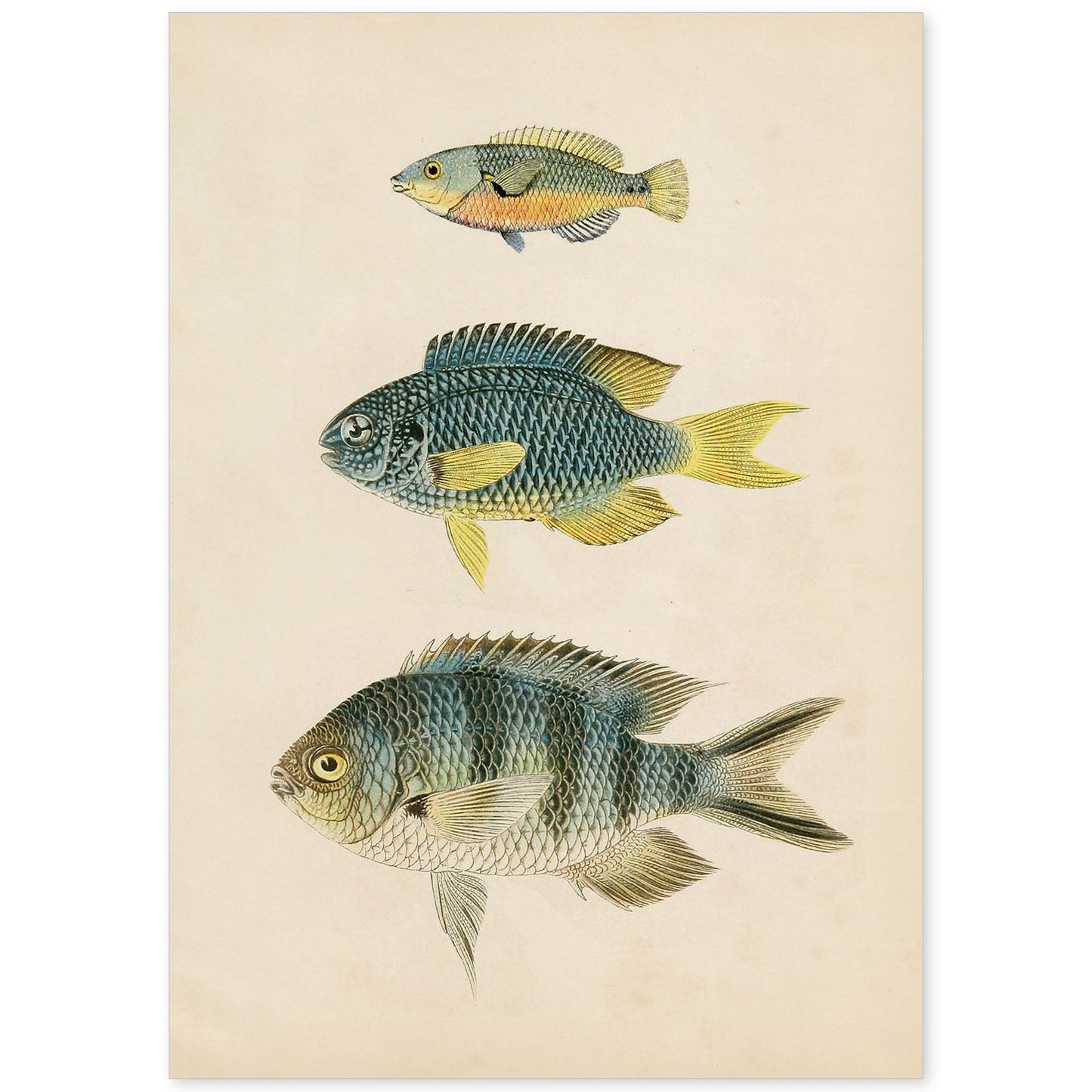 Lámina de tres peces gris, azul, amarillo y naranja en , fondo papel vintage.-Artwork-Nacnic-A4-Sin marco-Nacnic Estudio SL