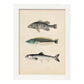 Lámina de Tres Peces Gris, Azul y Blanco en , Fondo Papel Vintage Poster Papel 250 gr Marco-Artwork-Nacnic-A4-Marco Blanco-Nacnic Estudio SL
