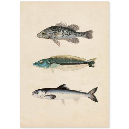 Lámina de Tres Peces Gris, Azul y Blanco en , Fondo Papel Vintage Poster Papel 250 gr Marco-Artwork-Nacnic-A4-Sin marco-Nacnic Estudio SL